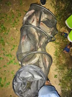 胖头鱼被爆料视频播放在线观看,揭秘背后惊人真相